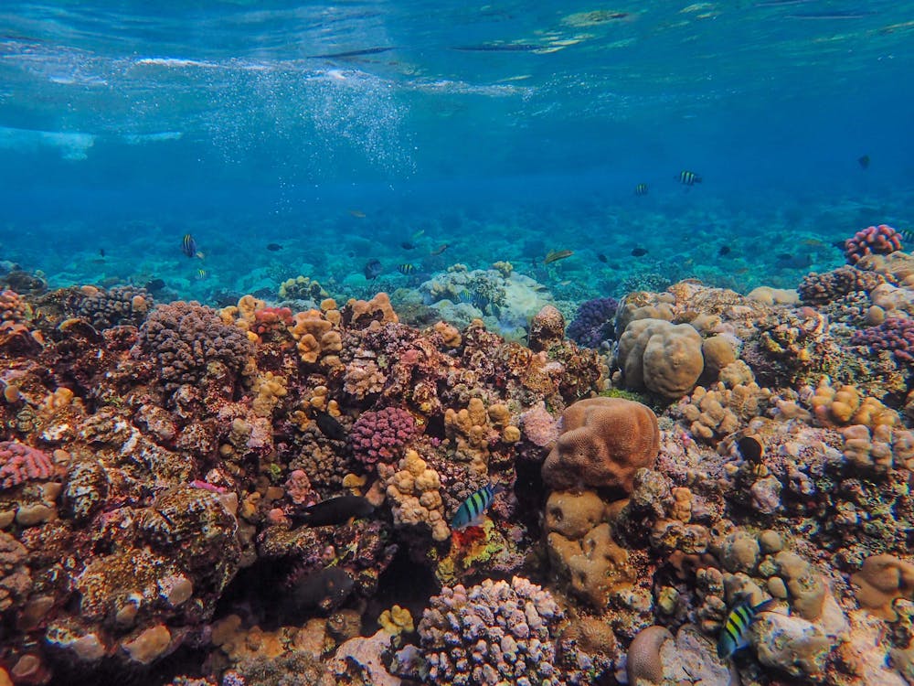 Sharm El Sheikh: Ras Mohamed and White Island Snorkeling Trip