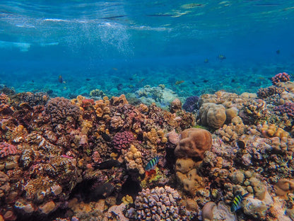 Sharm El Sheikh: Ras Mohamed and White Island Snorkeling Trip
