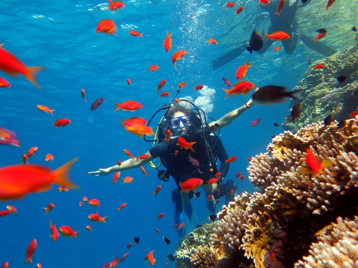 Sharm El Sheikh: Ras Mohamed National Park VIP Snorkeling & Diving Trip