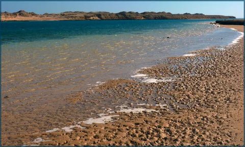 Sharm El Sheikh: Ras Mohammad National Park Snorkeling Trip by Bus