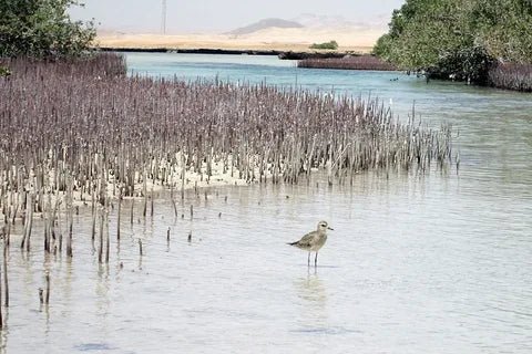 Sharm El Sheikh: Ras Mohammad National Park Snorkeling Trip by Bus