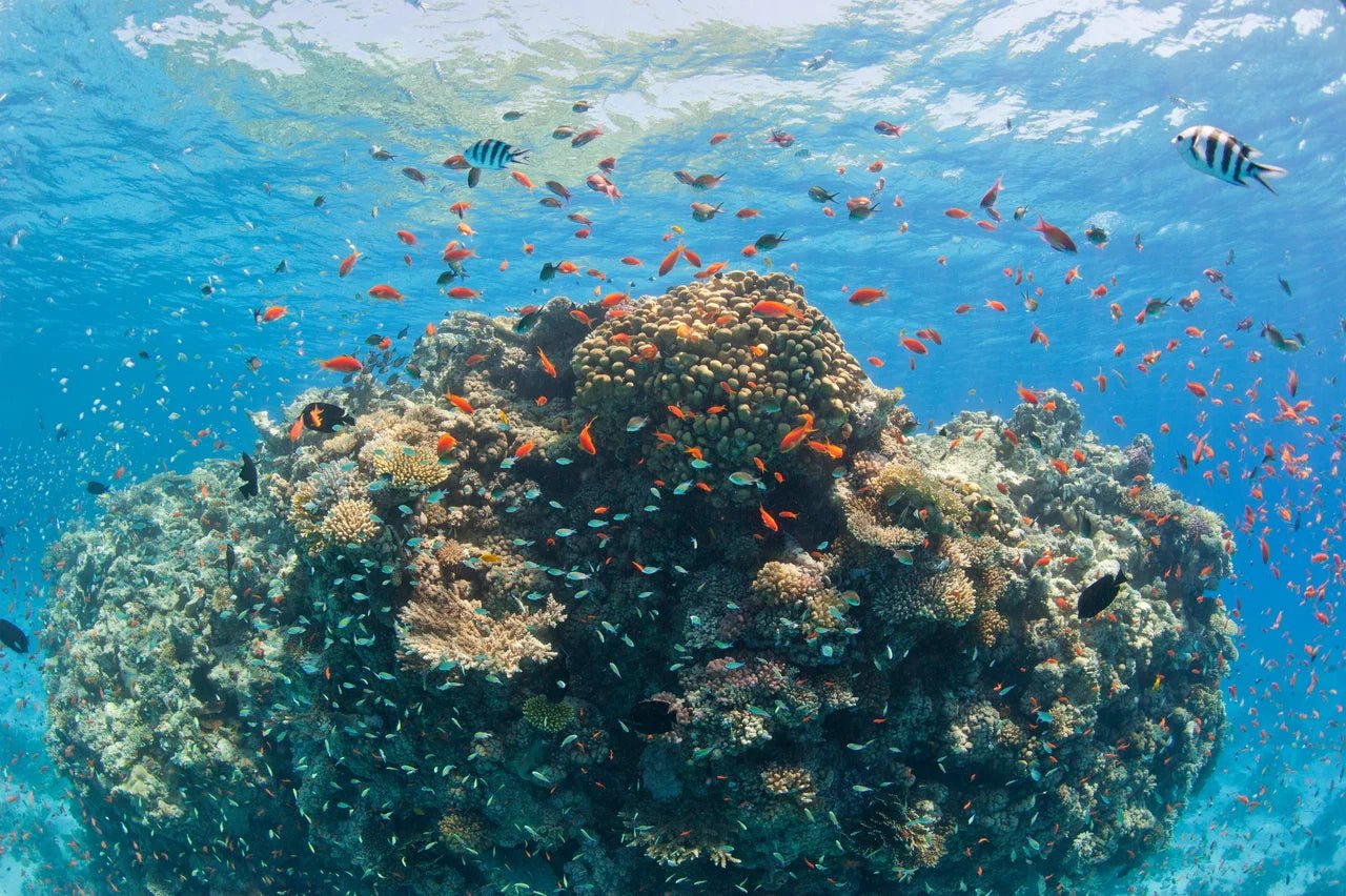 Sharm El Sheikh: Ras Mohammad National Park Snorkeling Trip by Bus