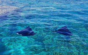 Sharm El Sheikh: Shore Dives in Sharks Bay
