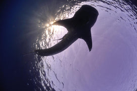 Sharm El Sheikh: Shore Dives in Sharks Bay