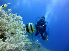 Sharm El Sheikh: Shore Dives in Sharks Bay