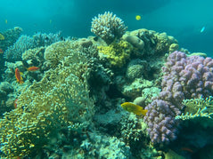 Sharm El Sheikh: Shore Dives in Sharks Bay