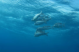 Sharm El Sheikh: Shore Dives in Sharks Bay
