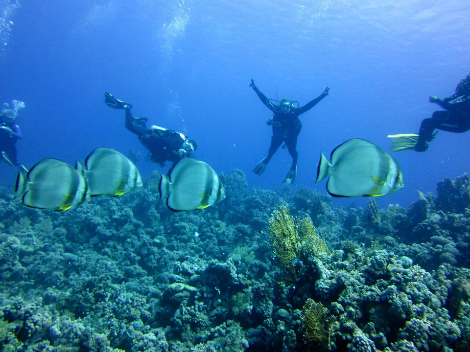 Sharm El Sheikh: Shore Dives in Sharks Bay