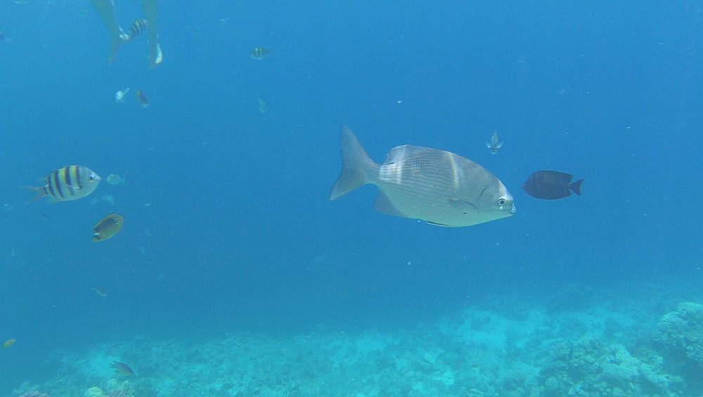 Sharm El Sheikh: Snorkeling and Diving to Ras Mohamed And White Island by VIP Boat