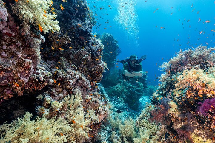 Sharm El Sheikh: Snorkeling and Diving to Ras Mohamed And White Island by VIP Boat