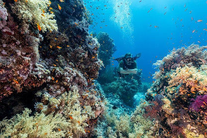 Sharm El Sheikh: Snorkeling and Diving to Ras Mohamed And White Island by VIP Boat