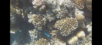 Sharm El Sheikh: Snorkeling and Diving to Ras Mohamed And White Island by VIP Boat