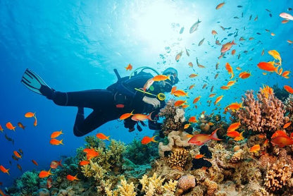 Sharm El Sheikh: Snorkeling and Diving to Ras Mohamed And White Island by VIP Boat