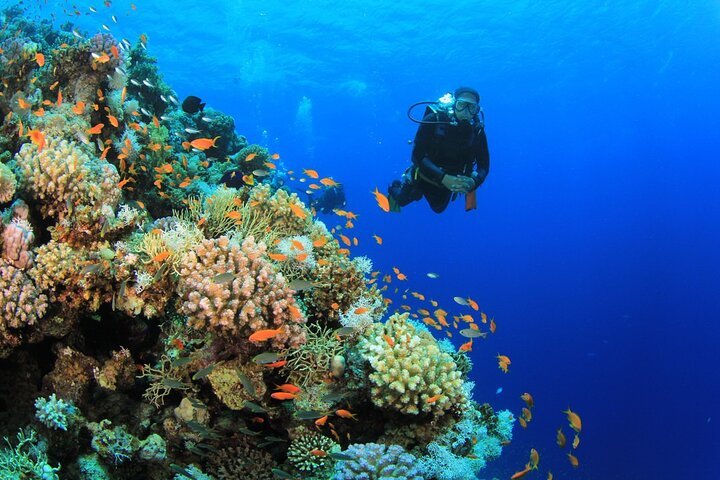 Sharm El Sheikh: Snorkeling and Diving to Ras Mohamed And White Island by VIP Boat