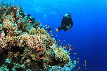Sharm El Sheikh: Snorkeling and Diving to Ras Mohamed And White Island by VIP Boat