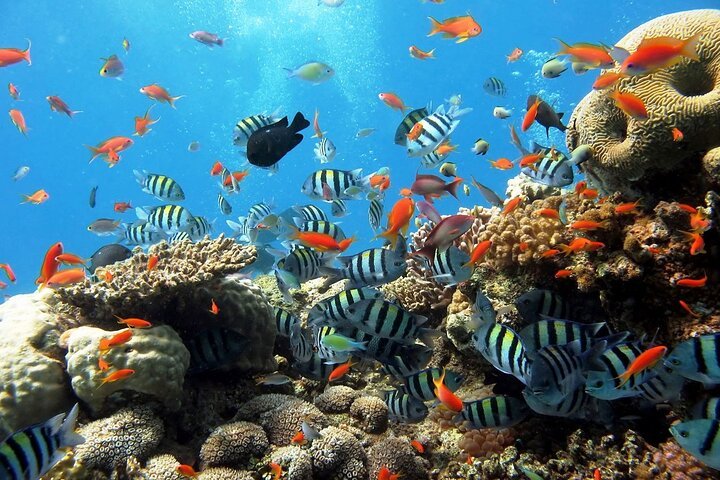 Sharm El Sheikh: Snorkeling and Diving to Ras Mohamed And White Island by VIP Boat