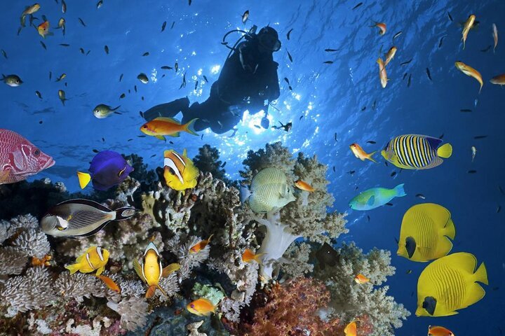 Sharm El Sheikh: Snorkeling and Diving to Ras Mohamed And White Island by VIP Boat
