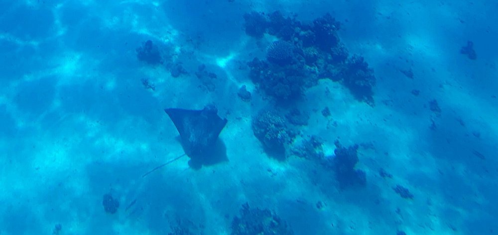 Sharm El Sheikh: Snorkeling Day Trip To Ras Mohamed and White Island by boat