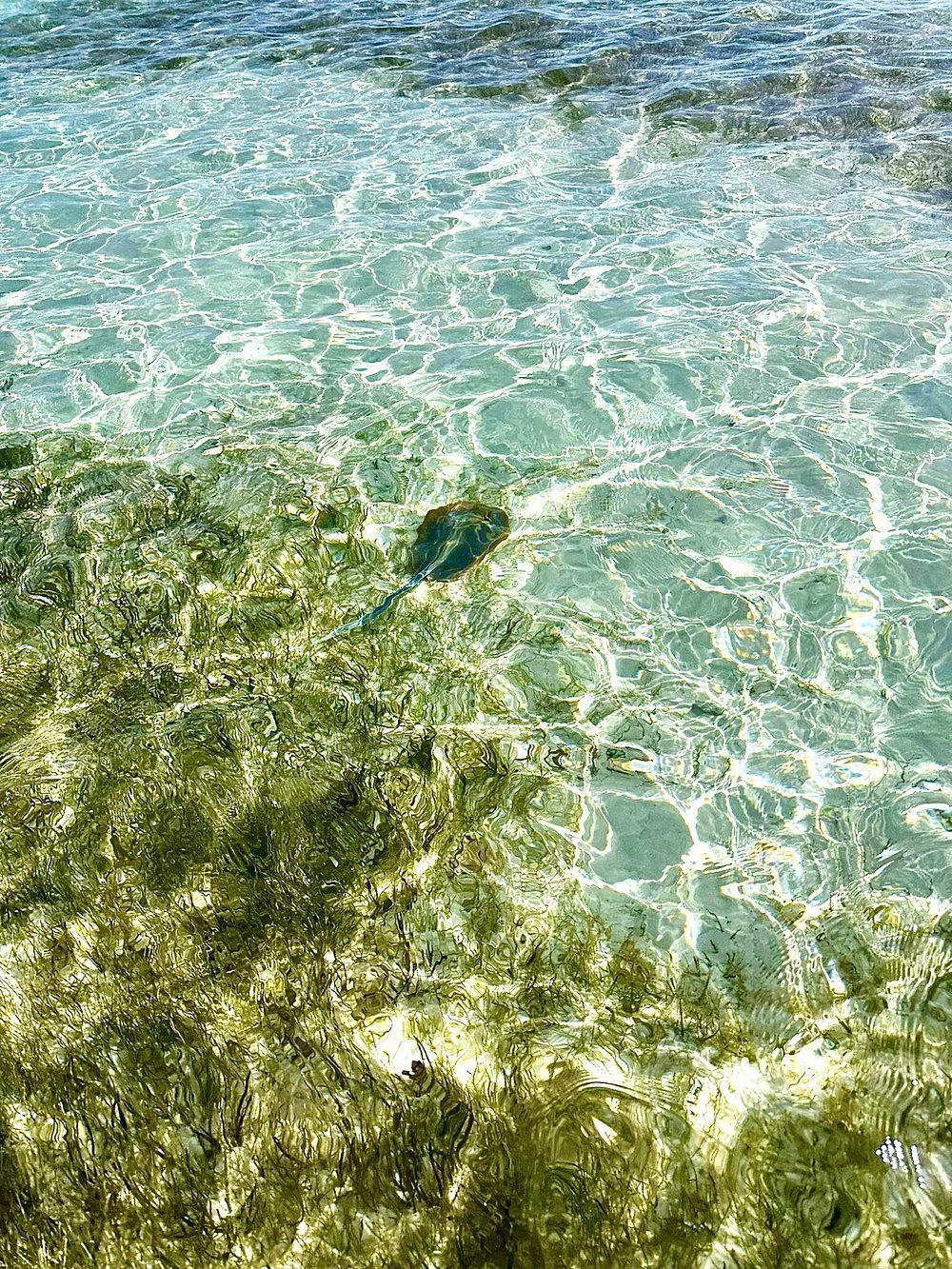 Sharm El Sheikh: Snorkeling Day Trip To Ras Mohamed and White Island by boat