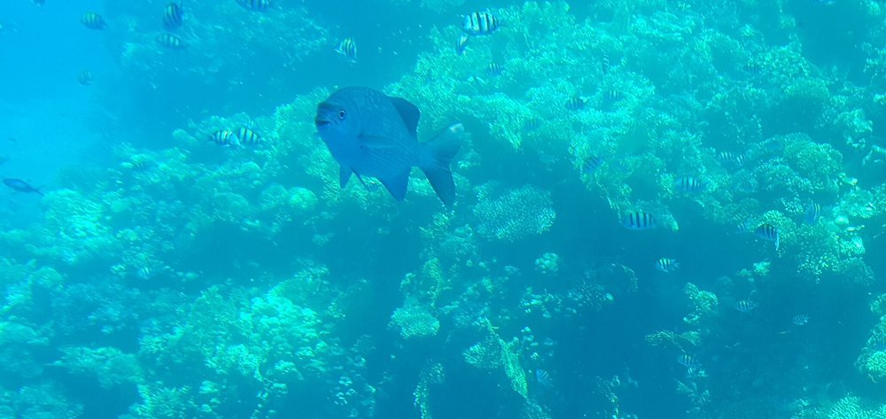 Sharm El Sheikh: Snorkeling Day Trip To Ras Mohamed and White Island by boat