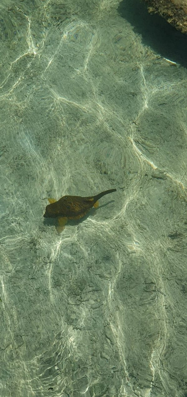 Sharm El Sheikh: Snorkeling Day Trip To Ras Mohamed and White Island by boat