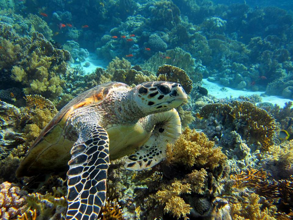 Sharm El Sheikh: Snorkeling in Tiran Island