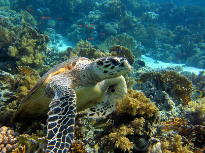 Sharm El Sheikh: Snorkeling in Tiran Island