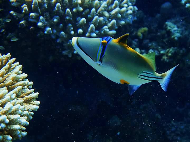 Sharm El Sheikh: Snorkeling in Tiran Island