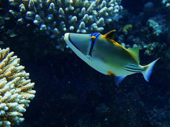 Sharm El Sheikh: Snorkeling in Tiran Island