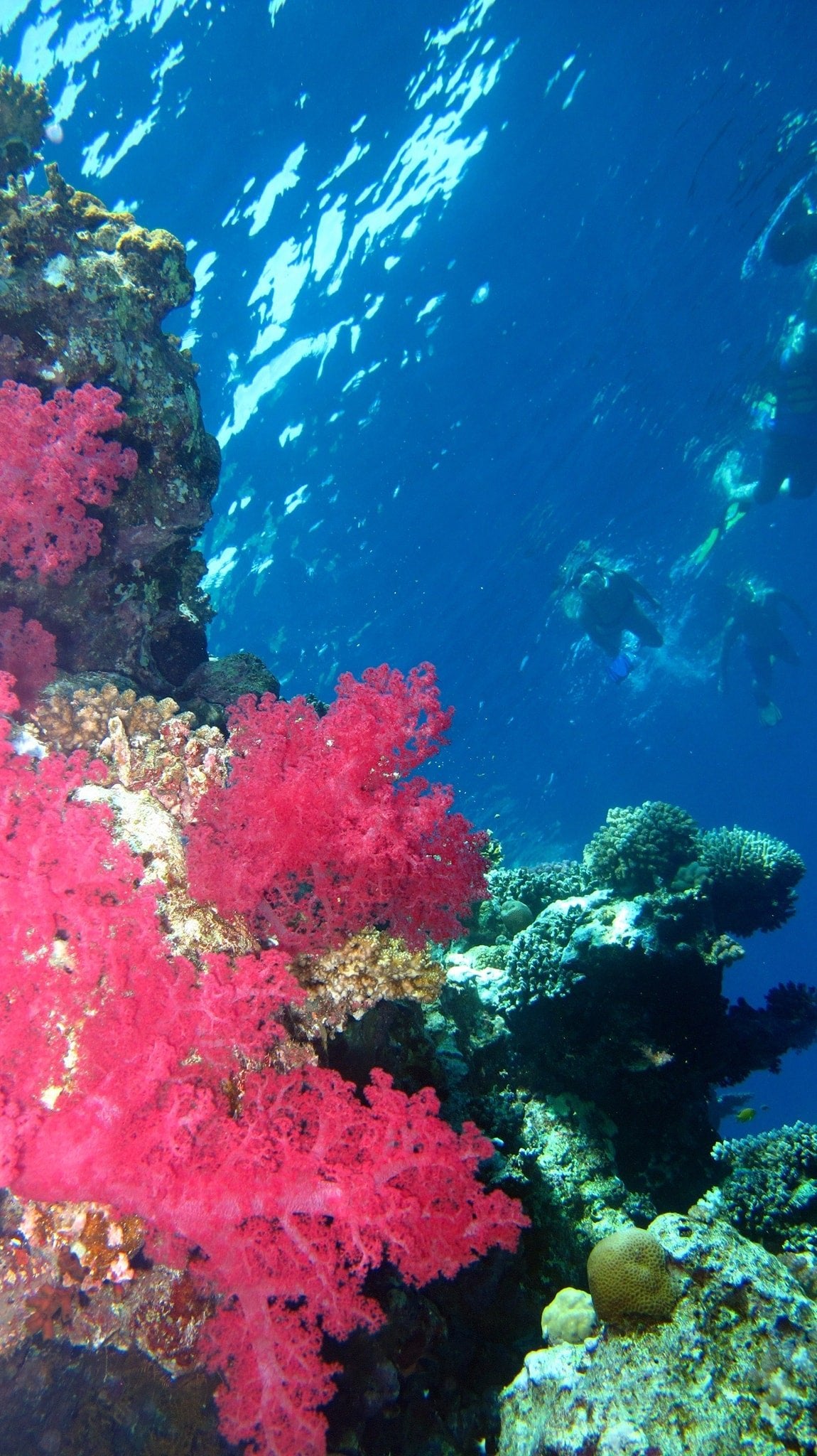 Sharm El Sheikh: Snorkeling in Tiran Island
