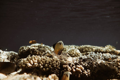 Sharm El Sheikh: Snorkeling in Tiran Island