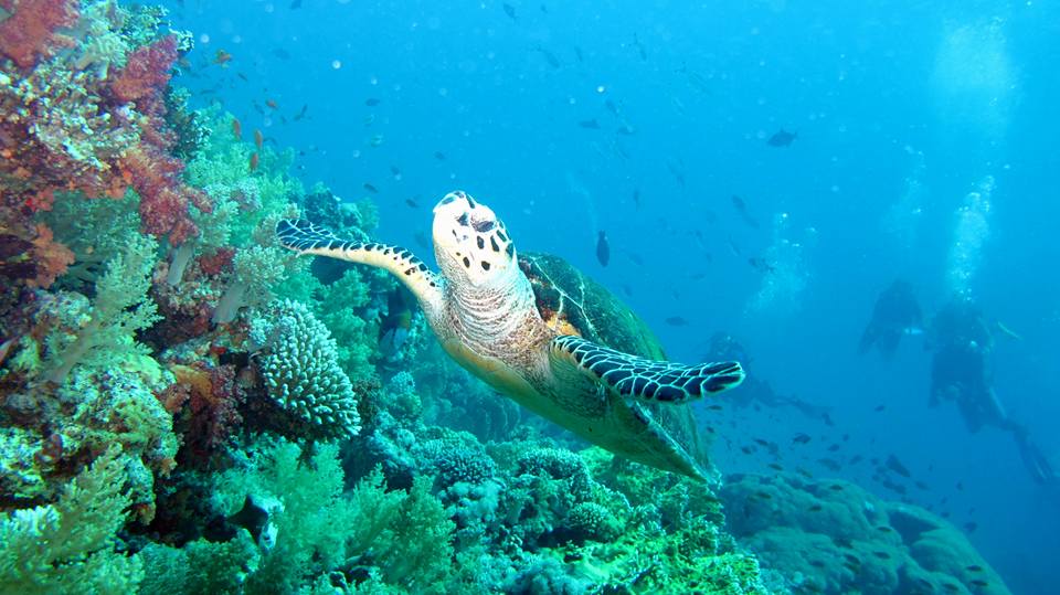 Sharm El Sheikh: Snorkeling in Tiran Island