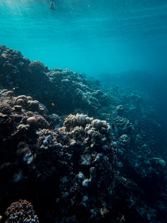 Sharm El Sheikh: Snorkeling Trip to Ras Mohammed by Boat from Sharm El Sheikh