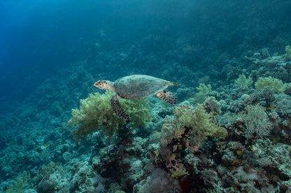 Sharm El Sheikh: Snorkeling Trip to Ras Mohammed by Boat from Sharm El Sheikh
