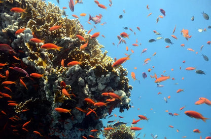 沙姆沙伊赫：乘船前往拉斯穆罕默德的浮潜之旅