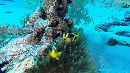 Σαρμ Ελ Σέιχ: Εκδρομή για snorkeling στο Ras Mohamed και στο White Island με γεύμα