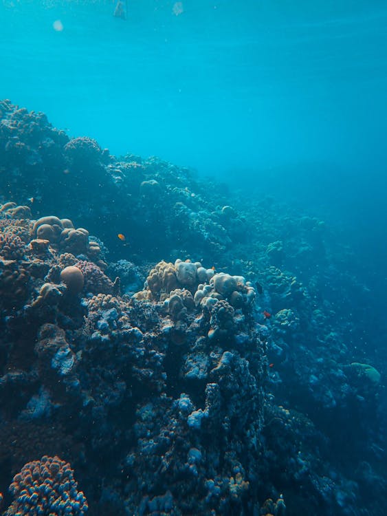 Tiran Island: Full - day Snorkeling and Diving Boat Trip