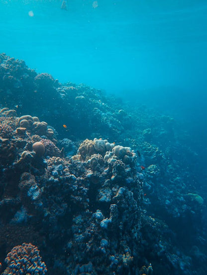Tiran Island: Full - day Snorkeling and Diving Boat Trip