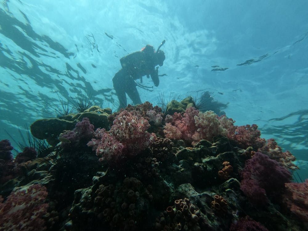 Tiran Island: Full - day Snorkeling and Diving Boat Trip