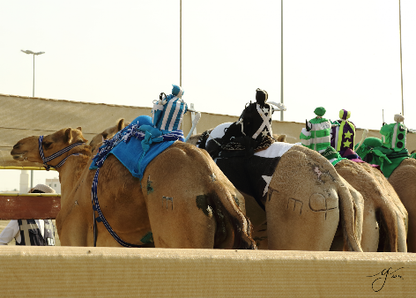Doha: Friday Camel Race Day Tour in Al Shahaniya