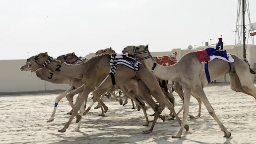 Doha: Friday Camel Race Day Tour in Al Shahaniya