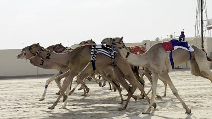 Doha: Friday Camel Race Day Tour in Al Shahaniya