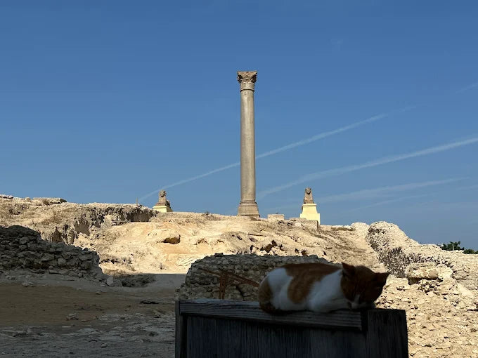 Dari Kairo: Tur Sehari Penuh ke Alexandria yang Bersejarah