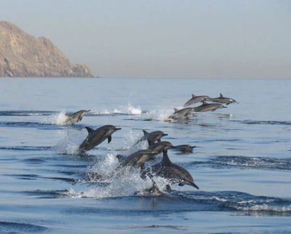 Mascate : excursion d'observation des dauphins et de snorkeling