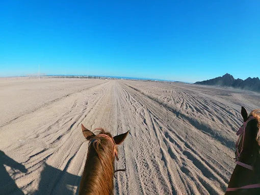 シャルム・エル・シェイク：マングローブビーチでのサンセットホースライディング