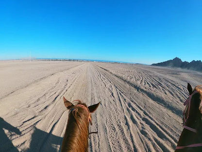 シャルム・エル・シェイク：マングローブビーチでのサンセットホースライディング