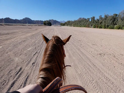 シャルム・エル・シェイク：マングローブビーチでのサンセットホースライディング