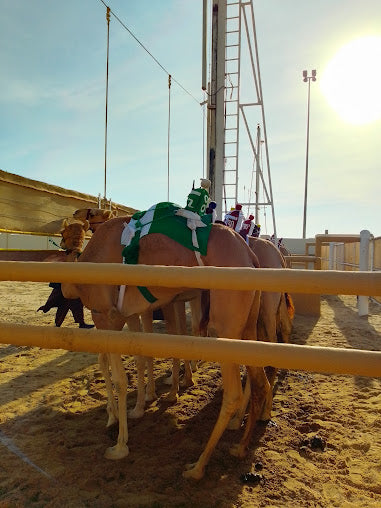Doha: Friday Camel Race Day Tour in Al Shahaniya