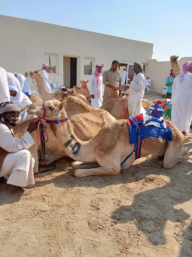 Doha: Pantai Barat Qatar, Balap Unta dan Patung Gurun