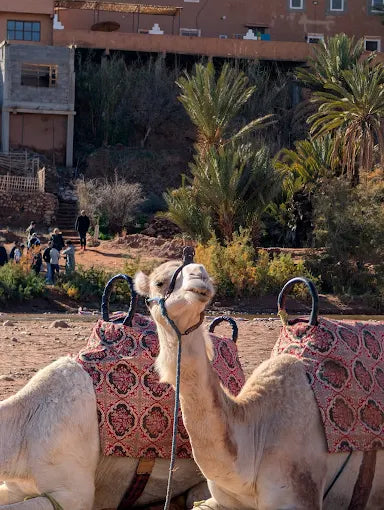 From Marrakech: Excursie de o zi la Ait Ben Haddou și Ouarzazate